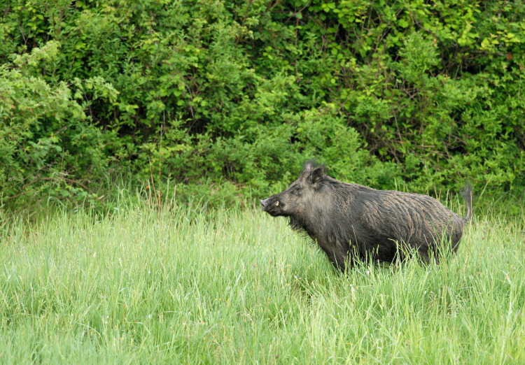 IL CINGHIALE